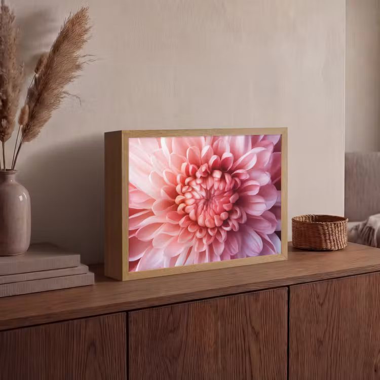 Dahlia - Bloem - Close up - Roze Light Box met batterij (Wandlamp) middel -sfeer2