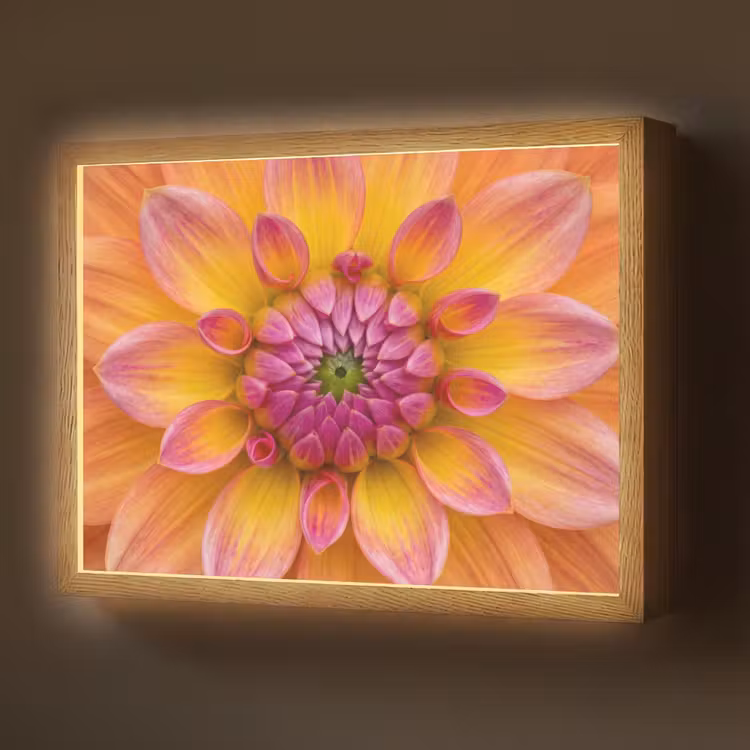 Dahlia - Bloem - Oranje Light Box met batterij (Wandlamp) middel -z3d_website