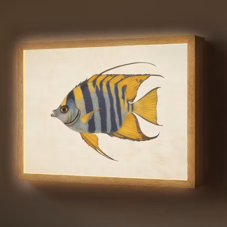 Vis - Sierlijk - Vinnen - Illustratie Light Box met batterij (Wandlamp) middel -z3d_website