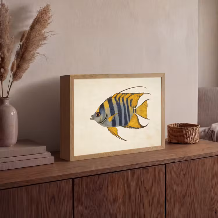 Vis - Sierlijk - Vinnen - Illustratie Light Box met batterij (Wandlamp) middel -sfeer2