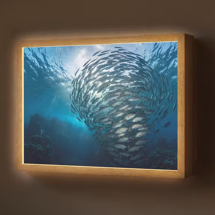 Vis - School - Oceaan - Natuur - Blauw Light Box met batterij (Wandlamp) middel -z3d_website