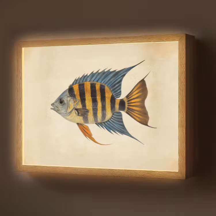 Vis - Tropisch - Strepen - Vinnen Light Box met batterij (Wandlamp) middel -z3d_website