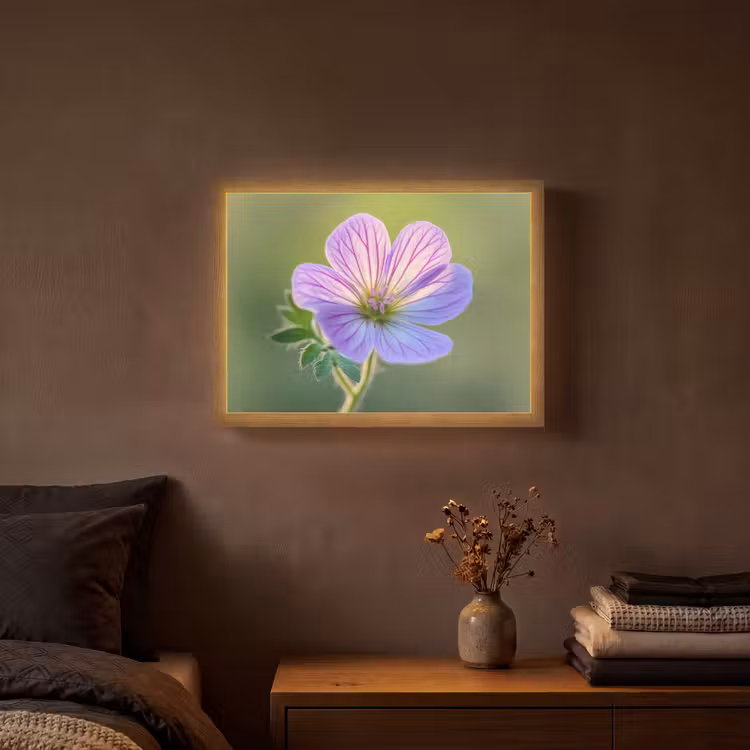 Bloem - Close up - Paars Light Box met batterij (Wandlamp) middel -sfeer4