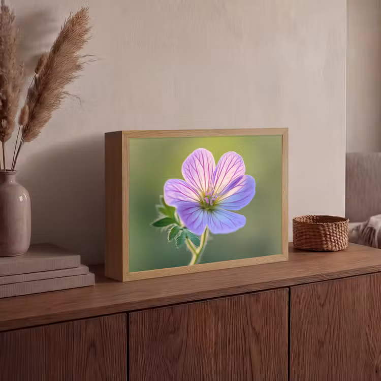 Bloem - Close up - Paars Light Box met batterij (Wandlamp) middel -sfeer2