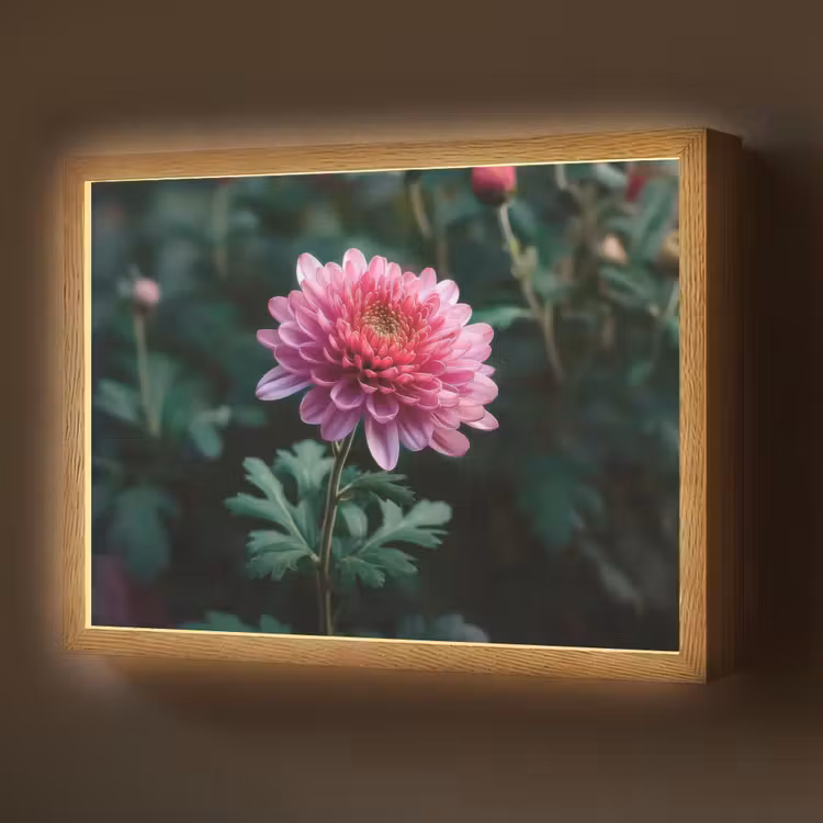 Blad - Chrysant - Roze - Schaduw Light Box met batterij (Wandlamp) middel -z3d_website