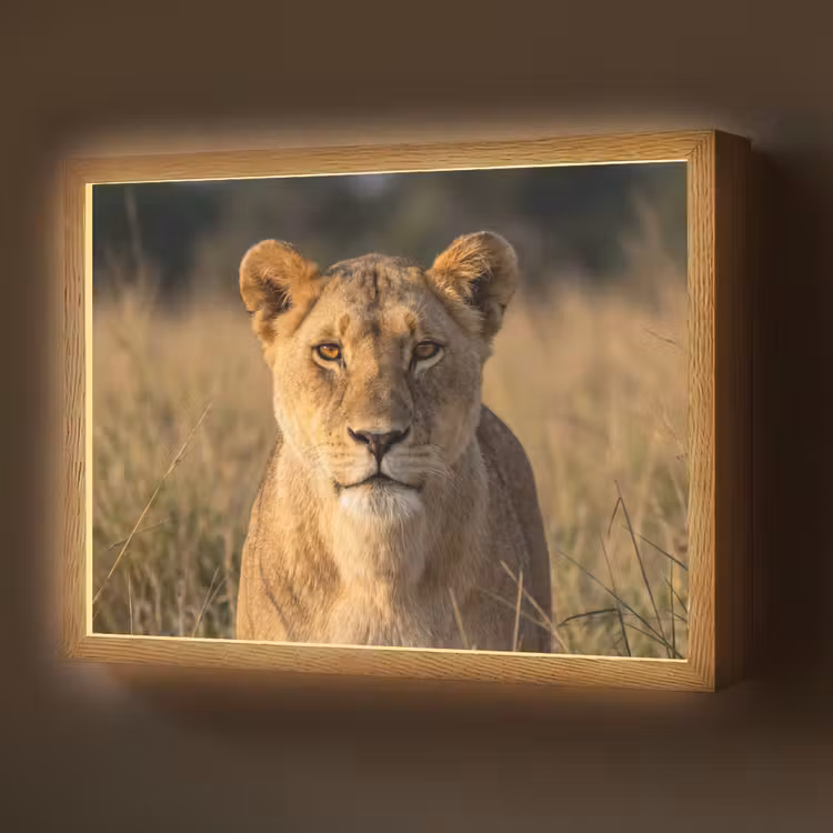 Leeuwin - Gras - Geel Light Box met batterij (Wandlamp) middel -z3d_website