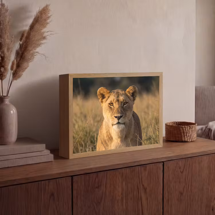 Leeuwin - Gras - Geel Light Box met batterij (Wandlamp) middel -sfeer2