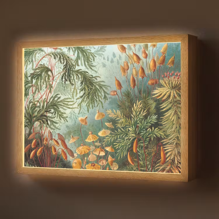 Oude meesters - Kunst - Muscinae - Haeckel Light Box met batterij (Wandlamp) middel -z3d_website
