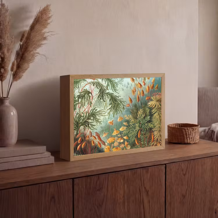 Oude meesters - Kunst - Muscinae - Haeckel Light Box met batterij (Wandlamp) middel -sfeer2