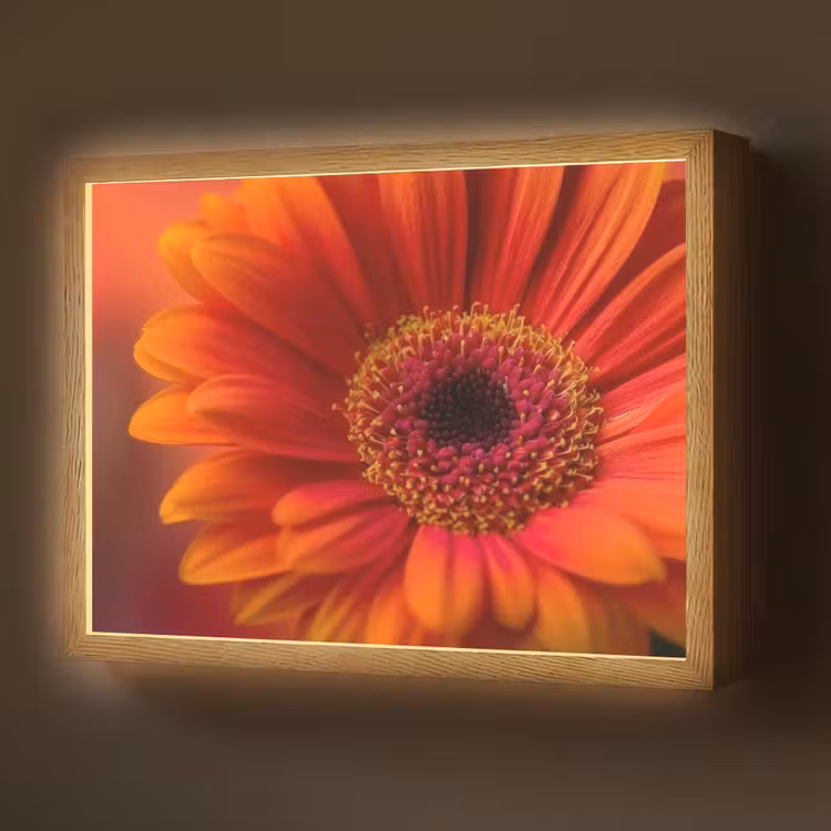 Oranje - Gerbera - Intens Light Box met batterij (Wandlamp) middel -z3d_website