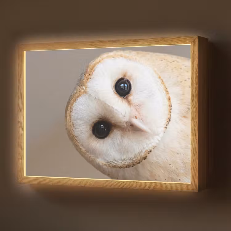 Uil - Bruin - Wit Light Box met batterij (Wandlamp) middel -z3d_website