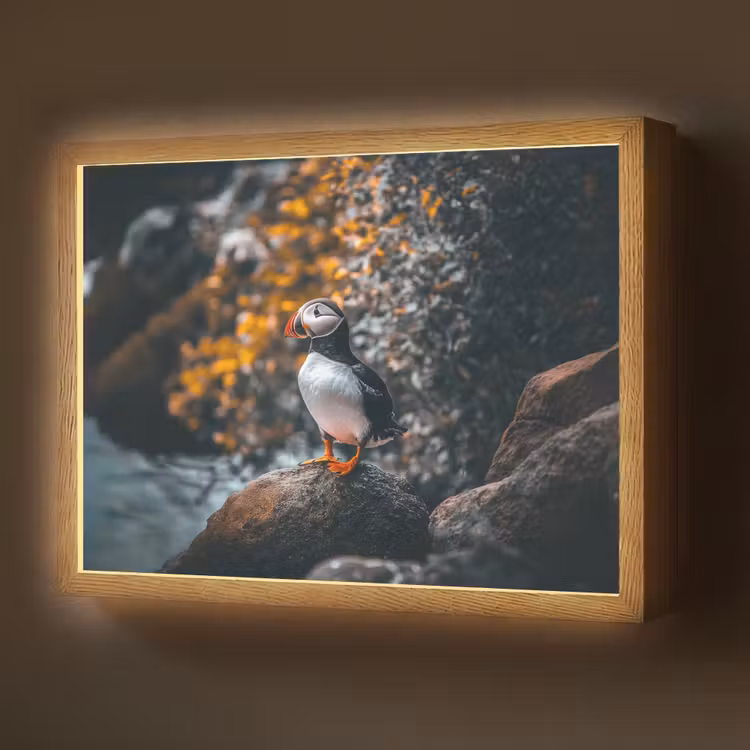 Papegaai - Vogel - Rots - Wit Light Box met batterij (Wandlamp) middel -z3d_website