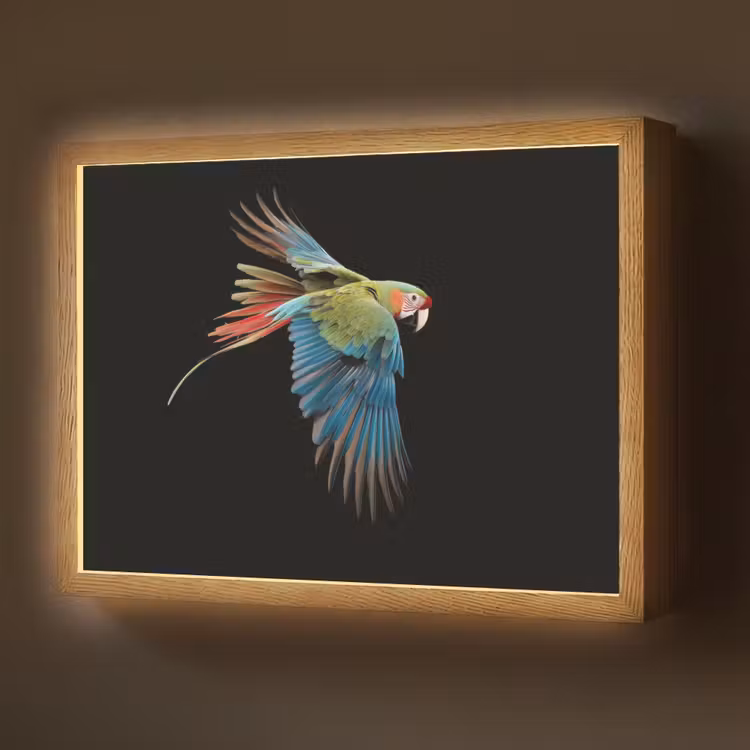 Papegaai - Kleurrijk - Vleugels - Sierlijk Light Box met batterij (Wandlamp) middel -z3d_website