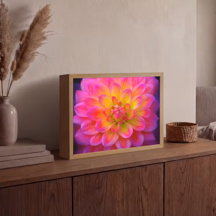 Roze - Dahlia - Kleurrijk Light Box met batterij (Wandlamp) middel -sfeer2