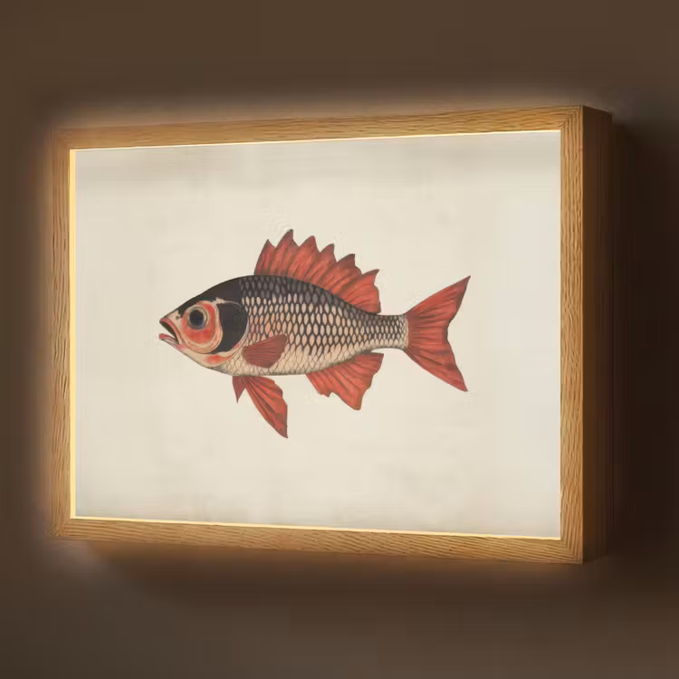 Schubben - Rood - Vis - Vinnen Light Box met batterij (Wandlamp) middel -z3d_website