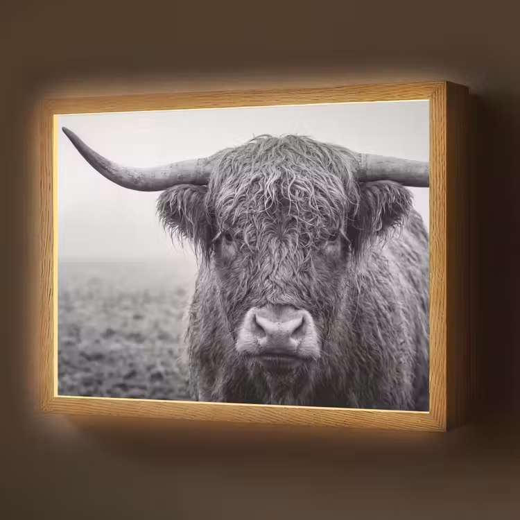 Schotse hooglander - Zwart - Wit - Gras Light Box met batterij (Wandlamp) middel -z3d_website