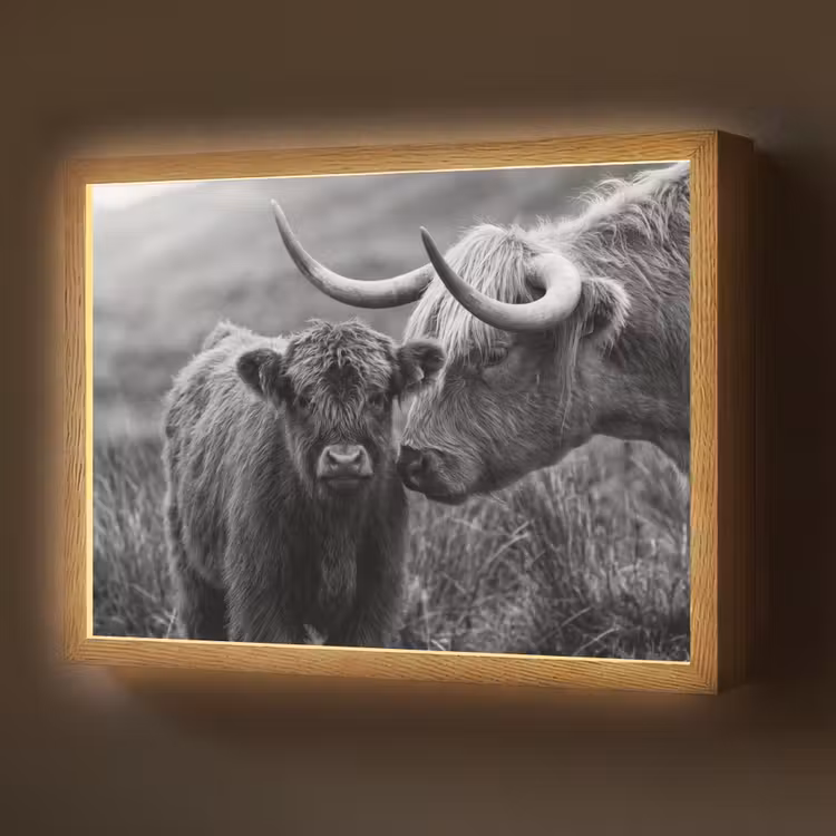 Schotse hooglander - Kalf - Zwart - Wit Light Box met batterij (Wandlamp) middel -z3d_website