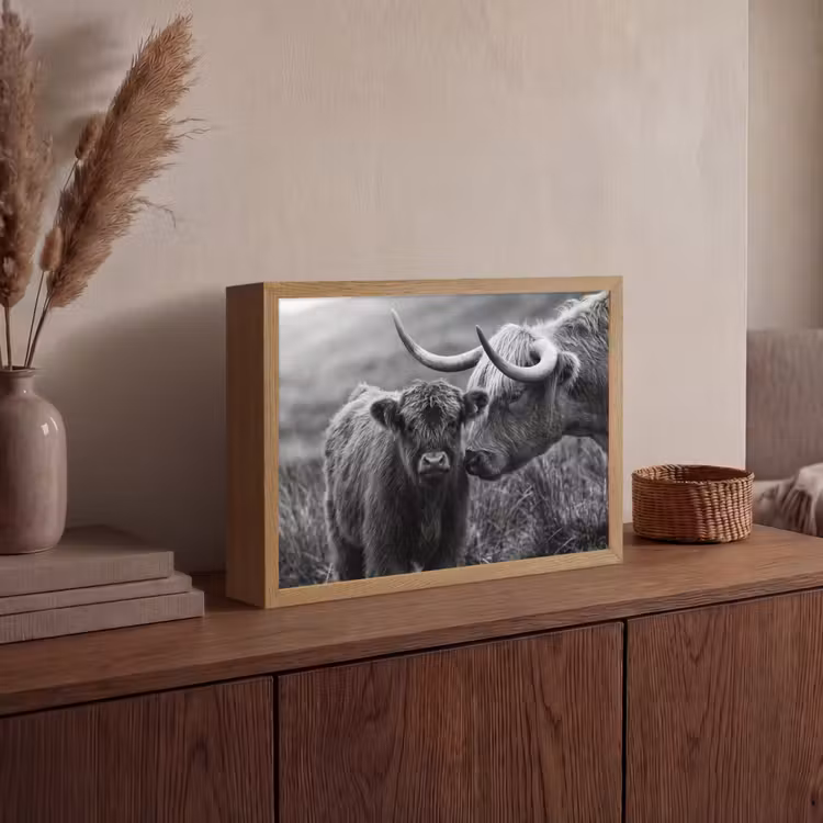 Schotse hooglander - Kalf - Zwart - Wit Light Box met batterij (Wandlamp) middel -sfeer2