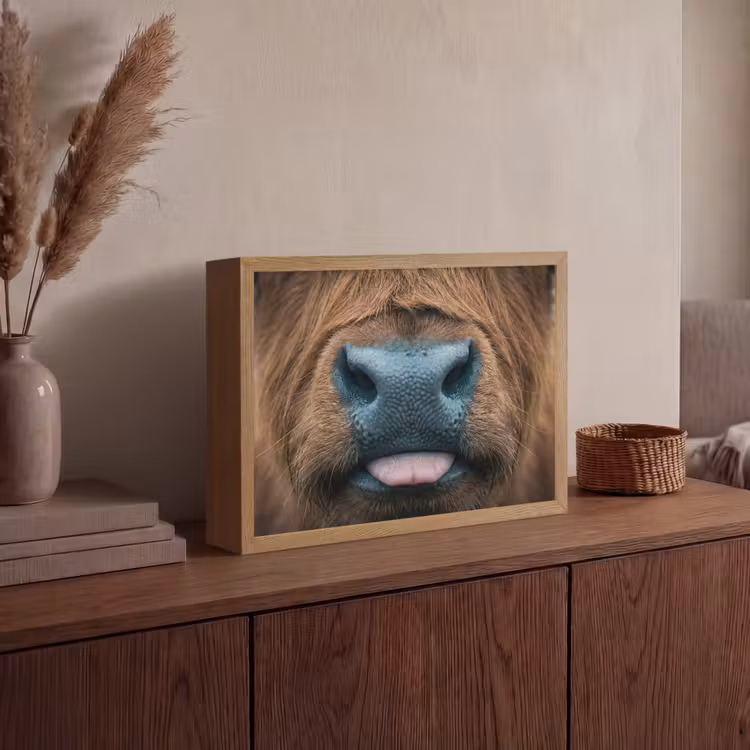 Schotse hooglander - Neus - Bruin Light Box met batterij (Wandlamp) middel -sfeer2
