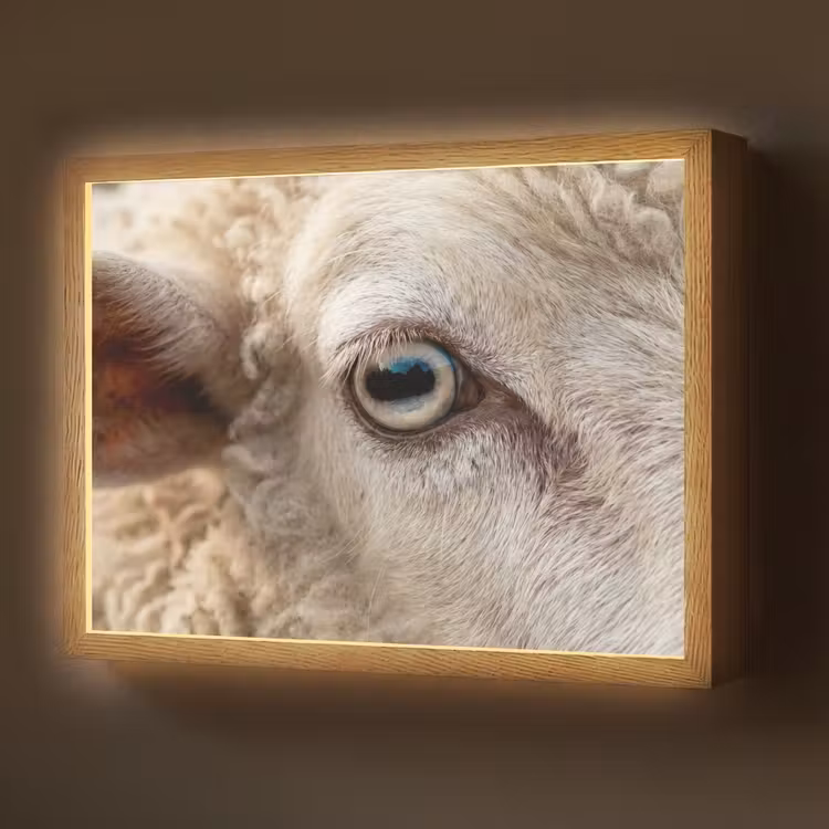 Schaap - Oog - Wit Light Box met batterij (Wandlamp) middel -z3d_website
