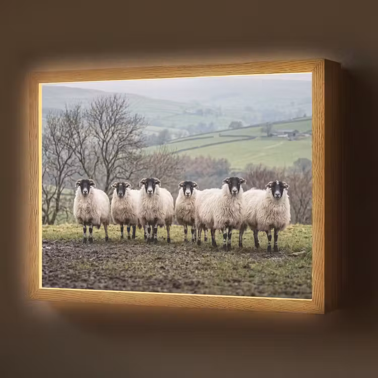 Schapen - Rij - Weide - Dieren - Platteland Light Box met batterij (Wandlamp) middel -z3d_website