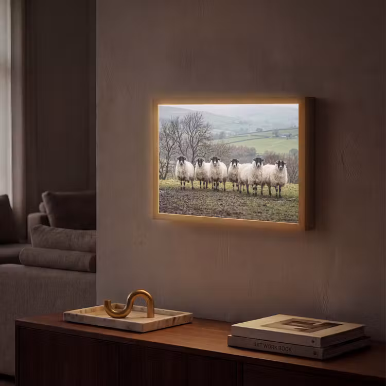 Schapen - Rij - Weide - Dieren - Platteland Light Box met batterij (Wandlamp) middel -sfeer1
