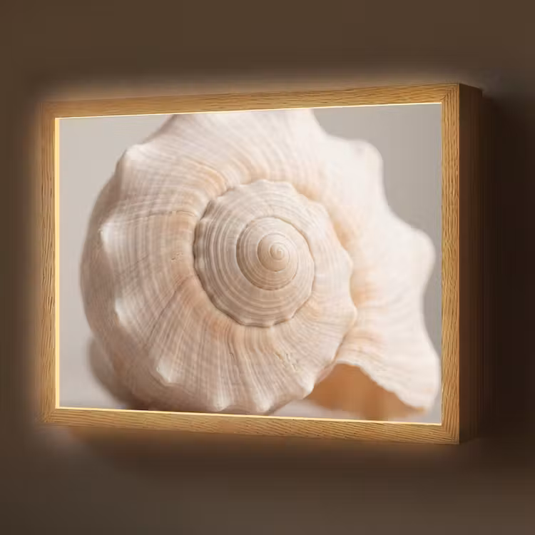 Schelp - Detail - Beige Light Box met batterij (Wandlamp) middel -z3d_website