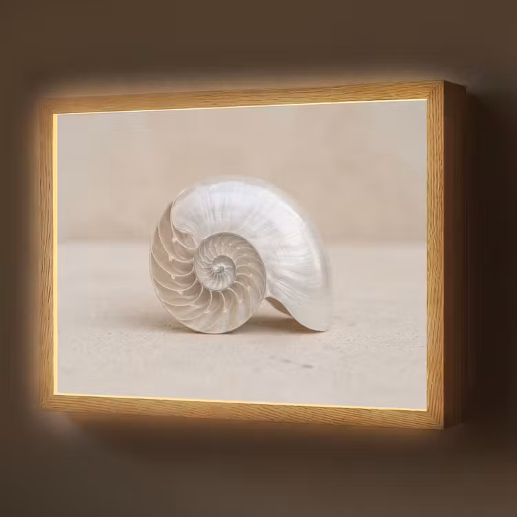 Schelp - Spiraal - Beige Light Box met batterij (Wandlamp) middel -z3d_website