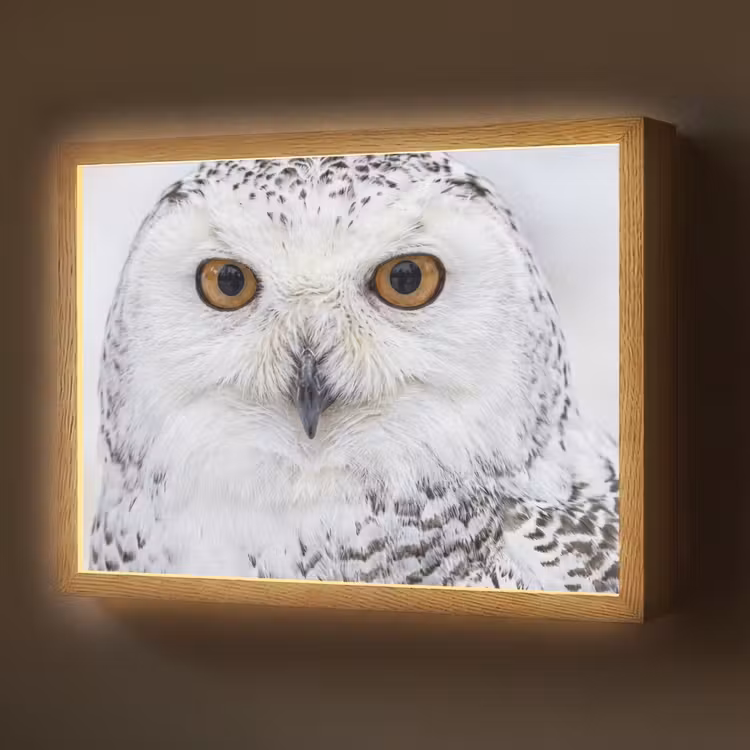 Sneeuwuil - Oog - Wildlife - Wit Light Box met batterij (Wandlamp) middel -z3d_website