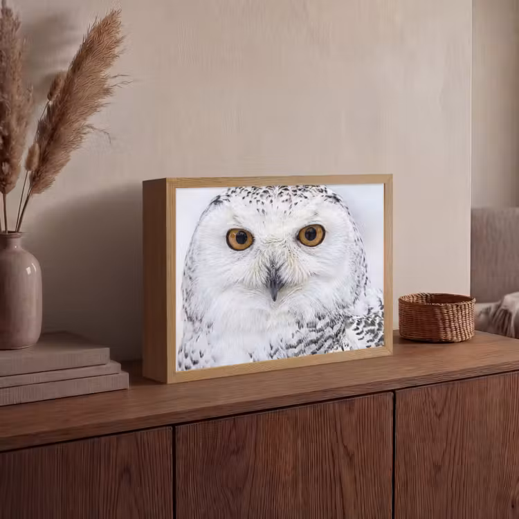 Sneeuwuil - Oog - Wildlife - Wit Light Box met batterij (Wandlamp) middel -sfeer2