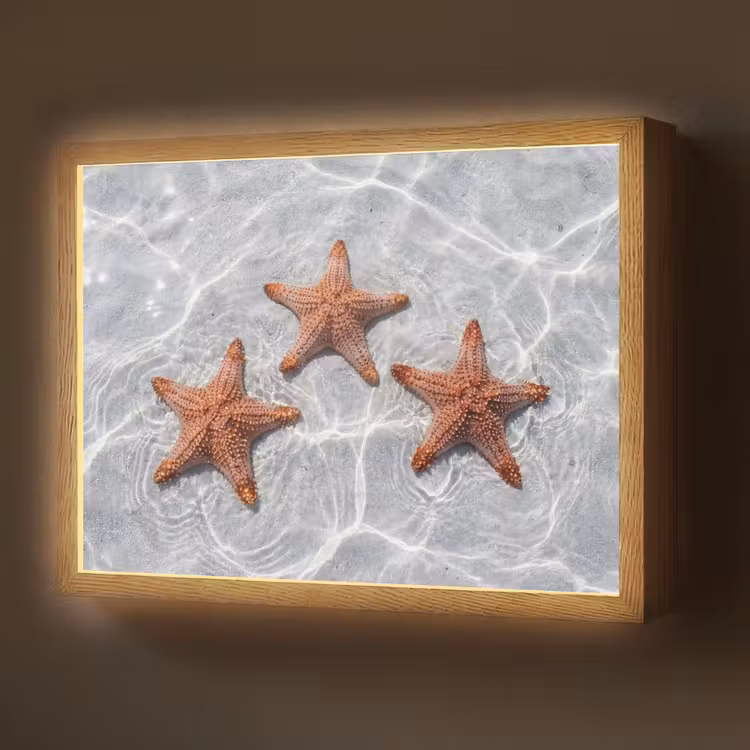 Zeesterren - Water - Helder Light Box met batterij (Wandlamp) middel -z3d_website