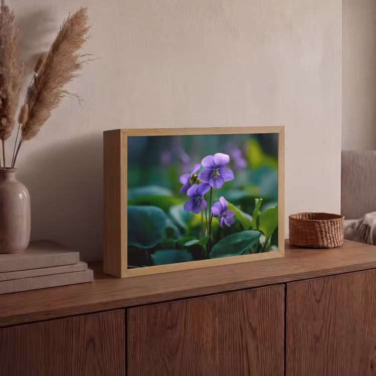 Viooltjes - Paars - Bloem - Bladeren Light Box met batterij (Wandlamp) middel -sfeer2