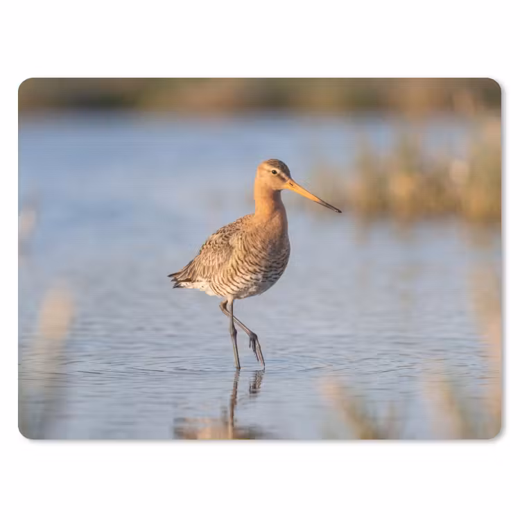Vogel - Steltloper - Water - Natuur muismat rubber klein -3d