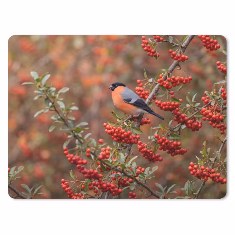 Goudvink - Bessen - Herfst - Natuur - Kleurrijk muismat rubber klein -3d