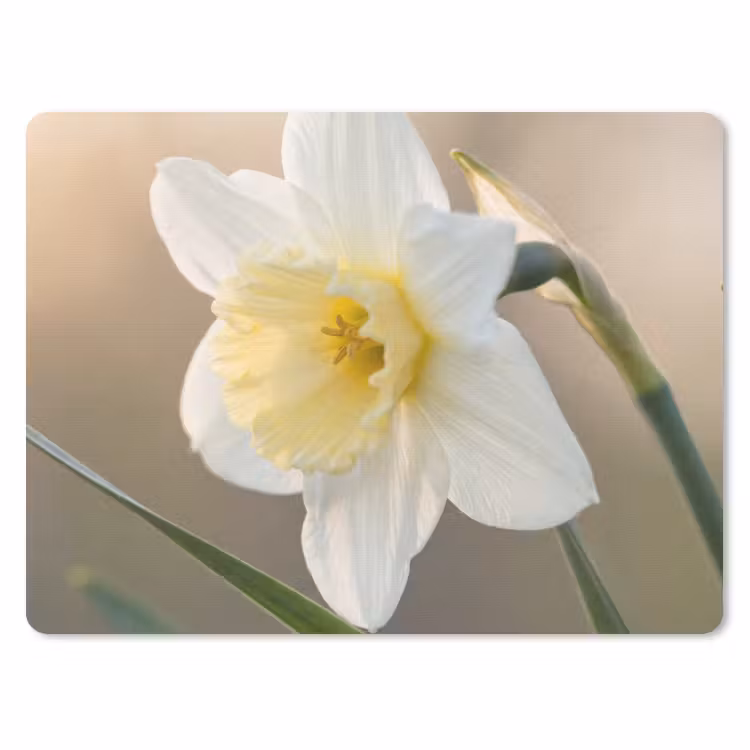 Narcis - Bloem - Minimalistisch muismat rubber klein -3d