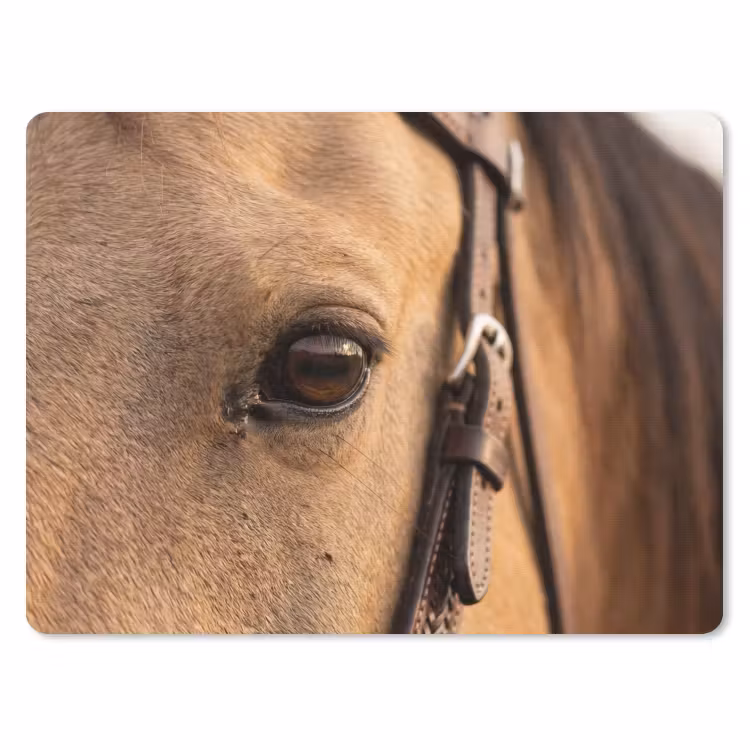 Paard - Oog - Bruin muismat rubber klein -3d