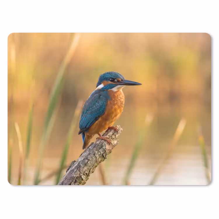 IJsvogel - Tak - Water - Kleurrijk - Levendig muismat rubber klein -3d