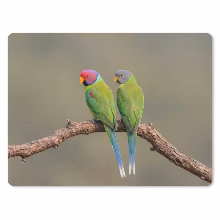 Papagaai - Tak - Natuur - Kleurrijk muismat rubber klein -3d