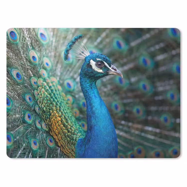 Pauw - Veren - Blauw muismat rubber klein -3d