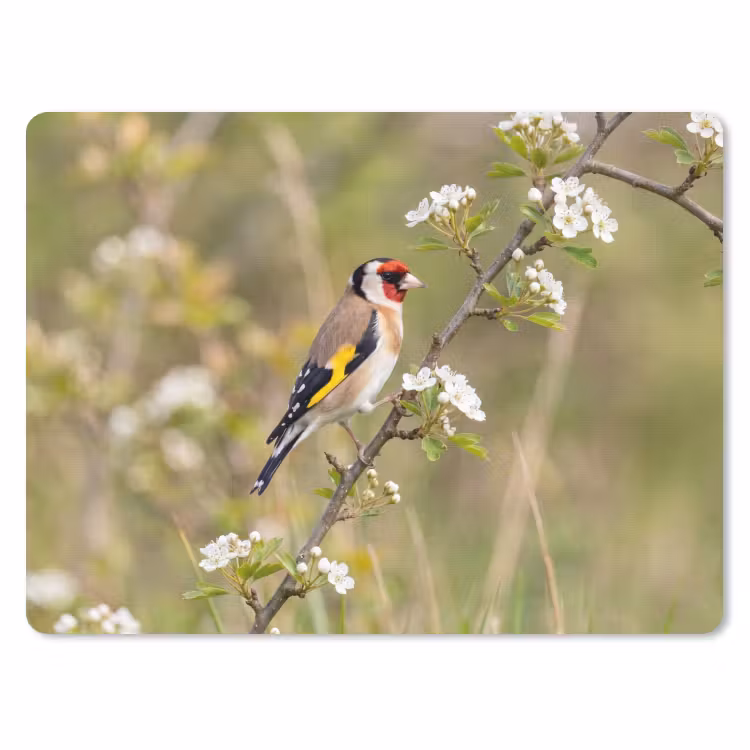 Putter - Bloesem - Lente - Natuur - Kleurrijk muismat rubber klein -3d