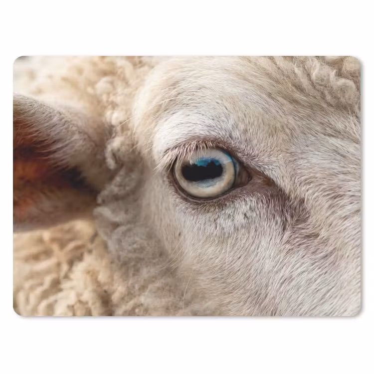 Schaap - Oog - Wit muismat rubber klein -3d