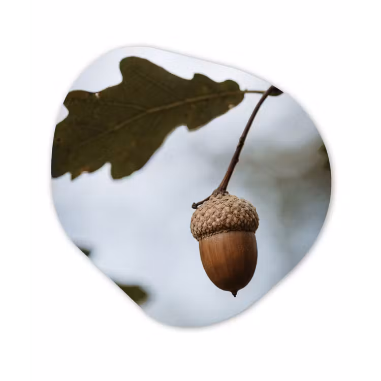 Eikel - Eikenblad - Bos - Herfst - Natuur Wandcirkel Organisch Forex 3mm klein -3d