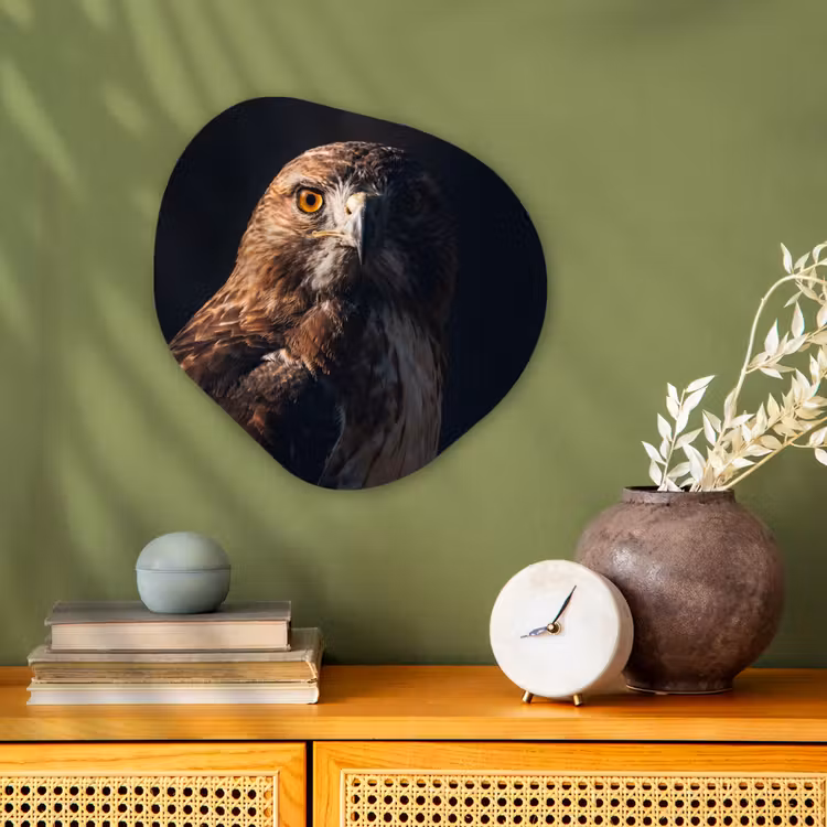 Roofvogel - Buizerd - Bruin Wandcirkel Organisch Forex 3mm klein -sfeer2