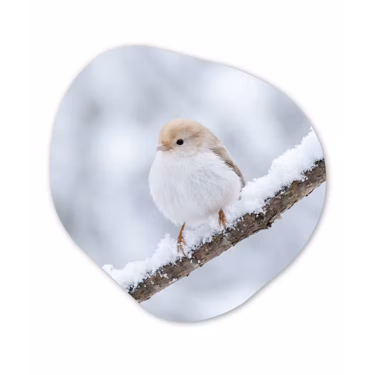 Vogeltje - Sneeuw - Tak - Winter - Zacht Wandcirkel Organisch Forex 3mm klein -3d