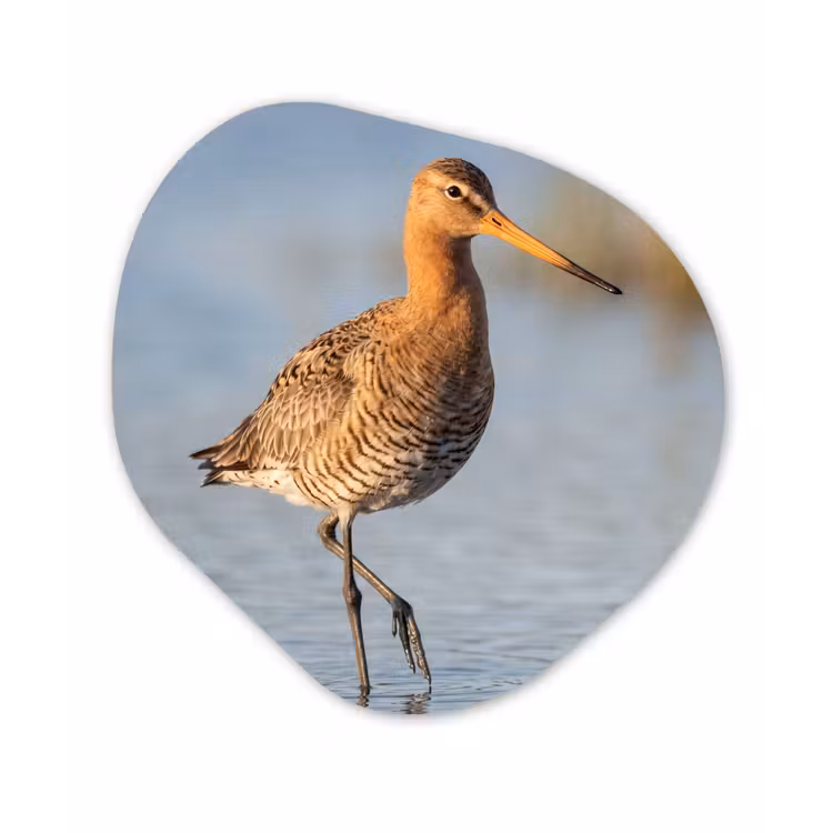 Vogel - Steltloper - Water - Natuur Wandcirkel Organisch Forex 3mm klein -3d