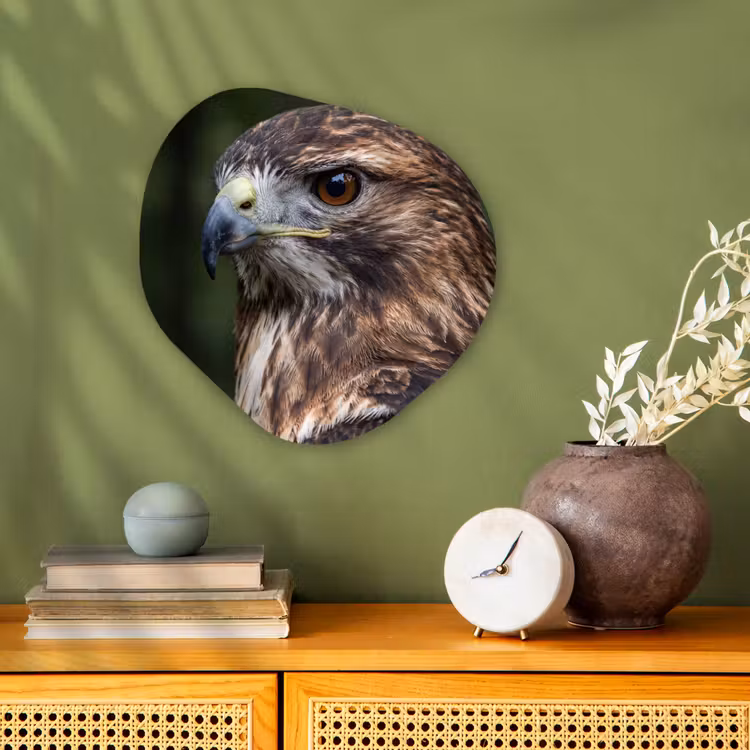 Buizerd - Roofvogel - Natuur - Bruin Wandcirkel Organisch Forex 3mm klein -sfeer2