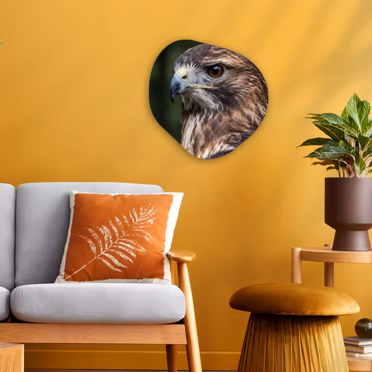 Buizerd - Roofvogel - Natuur - Bruin Wandcirkel Organisch Forex 3mm klein -sfeer4