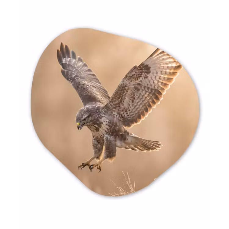 Buizerd - Roofvogel - Natuur - Bruin Wandcirkel Organisch Forex 3mm klein -3d