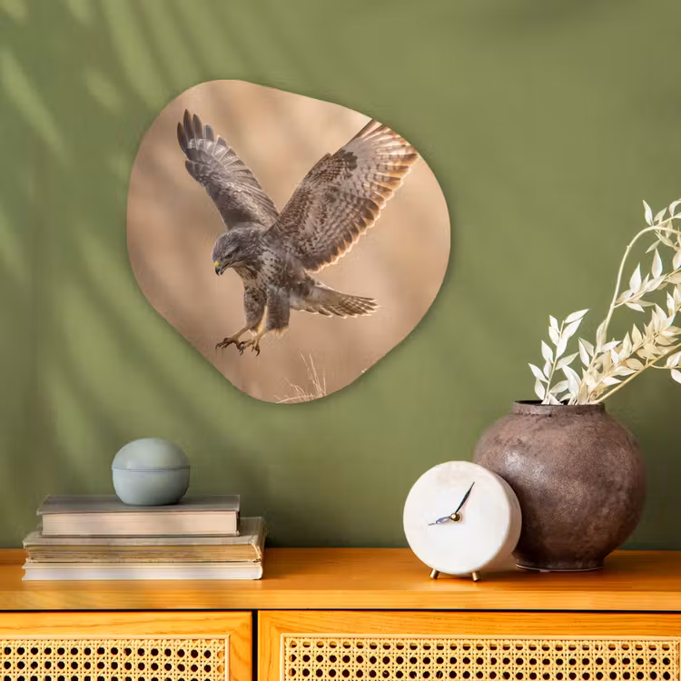 Buizerd - Roofvogel - Natuur - Bruin Wandcirkel Organisch Forex 3mm klein -sfeer2