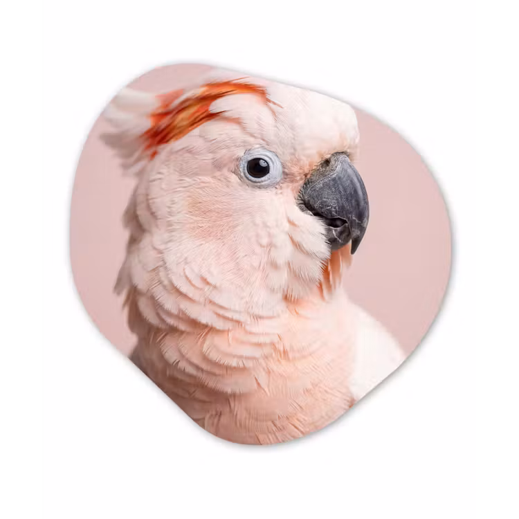 Kaketoe - Portret - Roze Wandcirkel Organisch Forex 3mm klein -3d